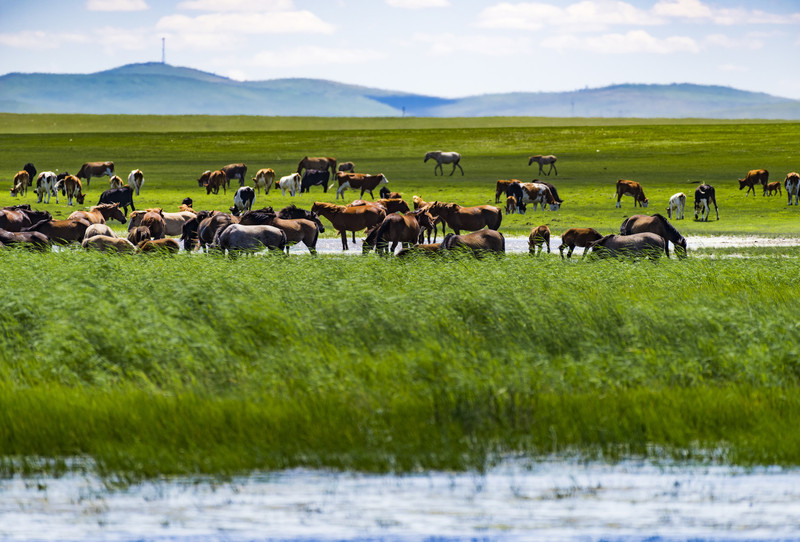 内蒙古，绿色发展与经济繁荣的双赢之道